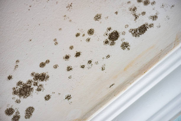 Trusted Lambertville, MI Water damage restoration Experts
