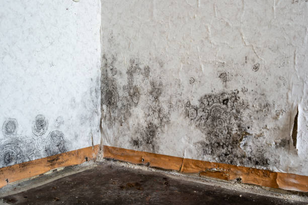 Local water damage restoration in Lambertville, MI